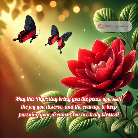 Butterflies fluttering around a red flower, offering warmth, Thursday.