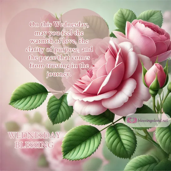 Pink roses symbolizing love and calm with heartfelt Wednesday message.