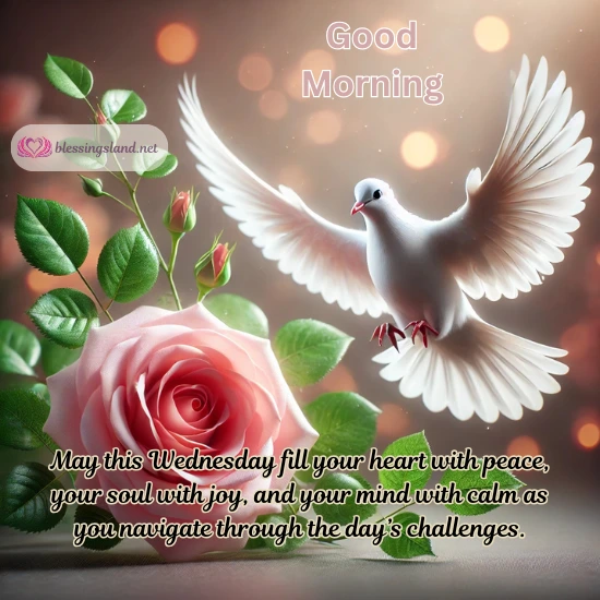 Dove and rose symbolize tranquility and joy as Wednesday inspiration.